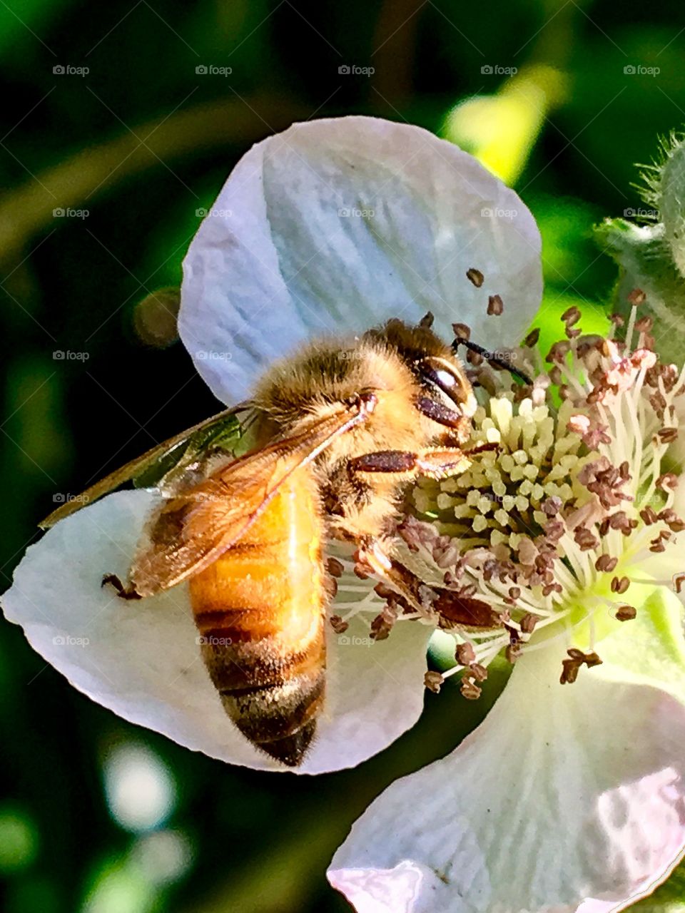 Blackberry Bee at Sunset 