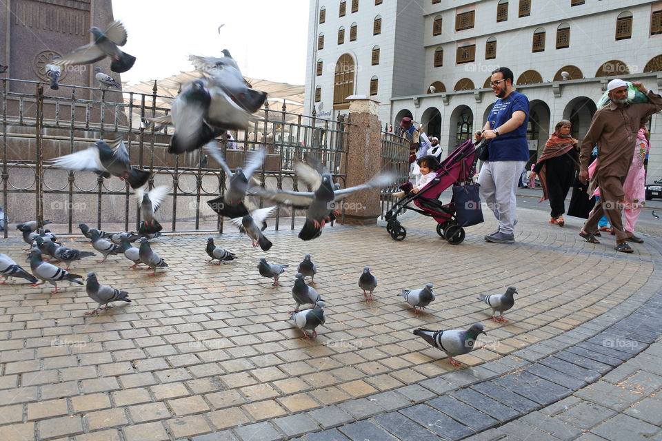 pigeons and human activity in medinah