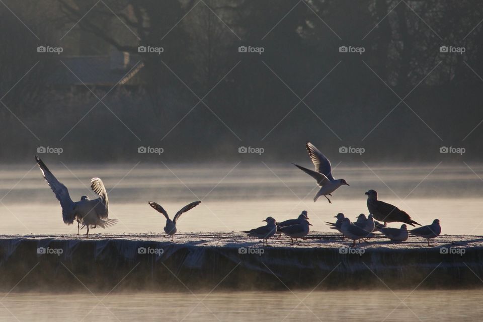 Flock of birds on misty lake