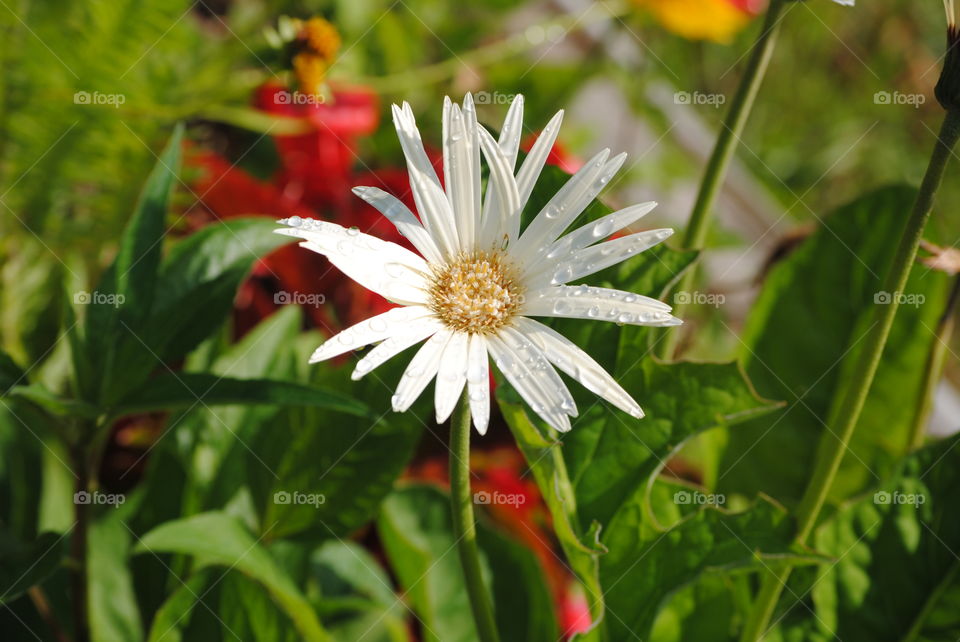 White Gerber Daisy in a Flower Garden