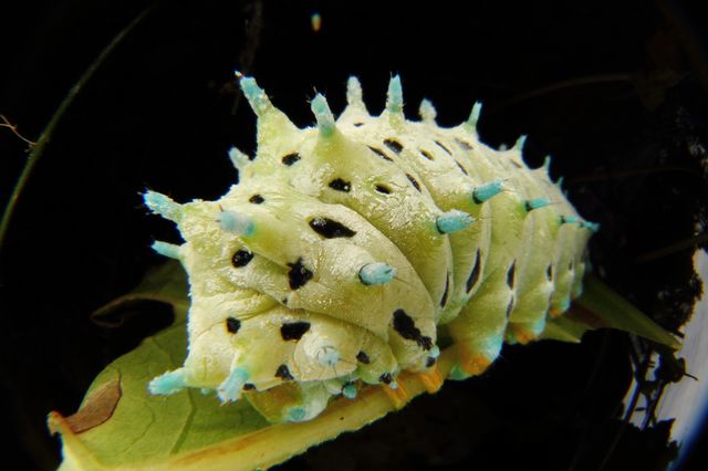 Caterpillar 
