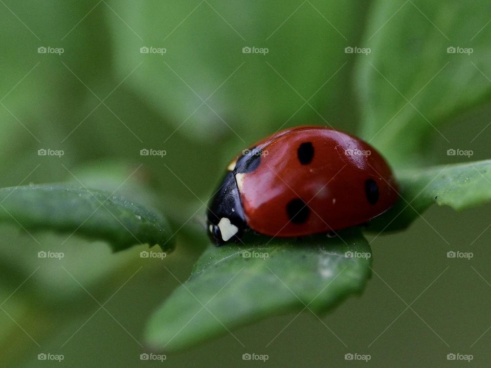 Ladybug color magenta 