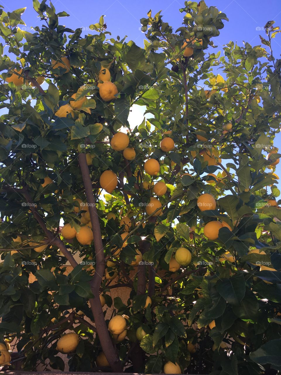 Sunshine Lemons