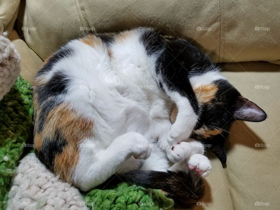 Sleeping Feline, Greta