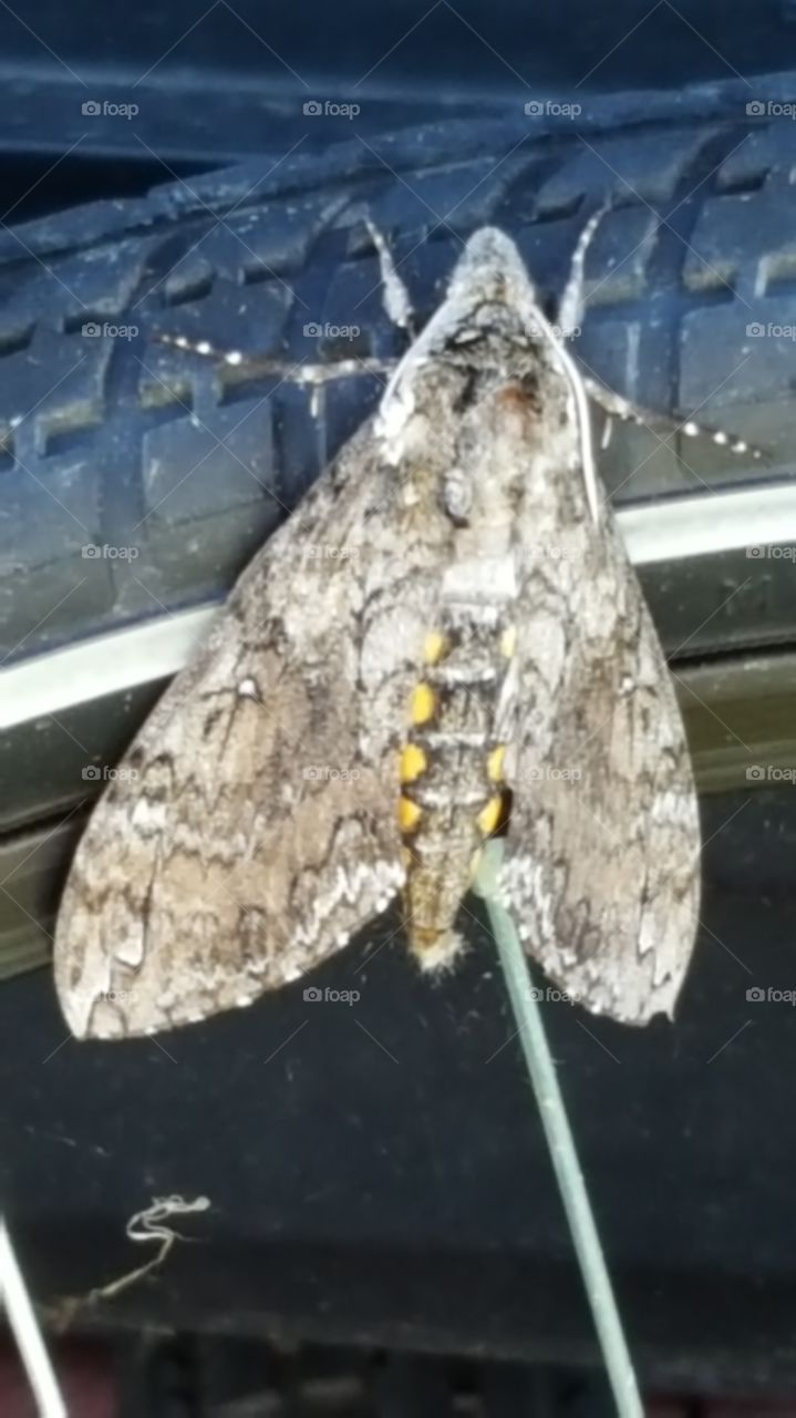 Big moth