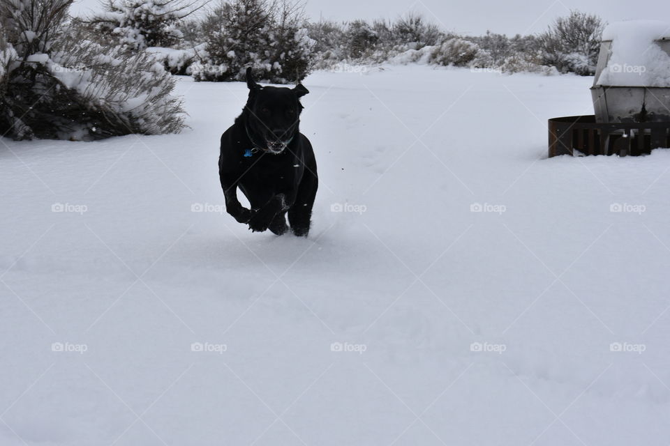Labrador running in snow
