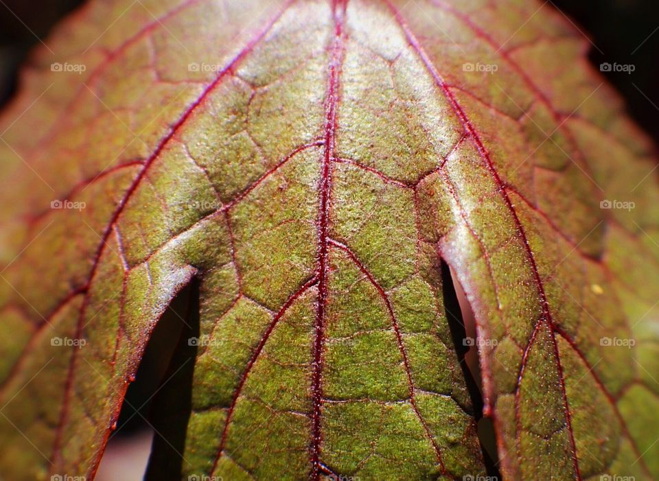 Close-up Plant Leaf