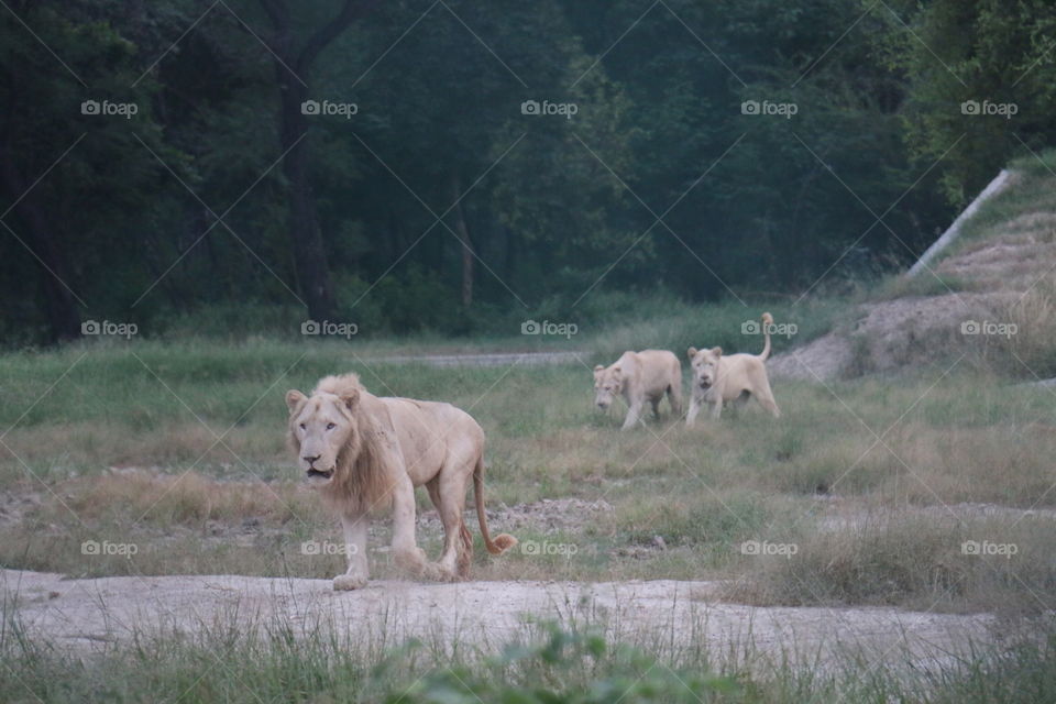 White Lion's