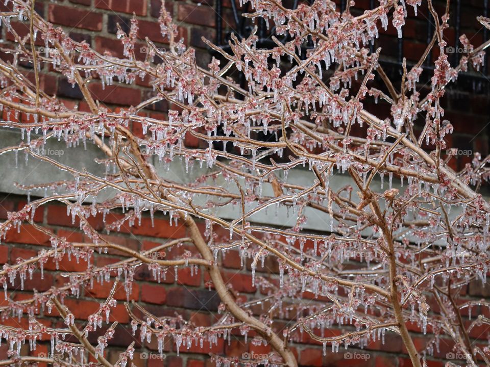 Freezing rain on branches 