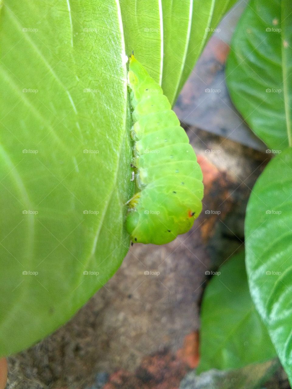 cartepillar day1:ready to transform