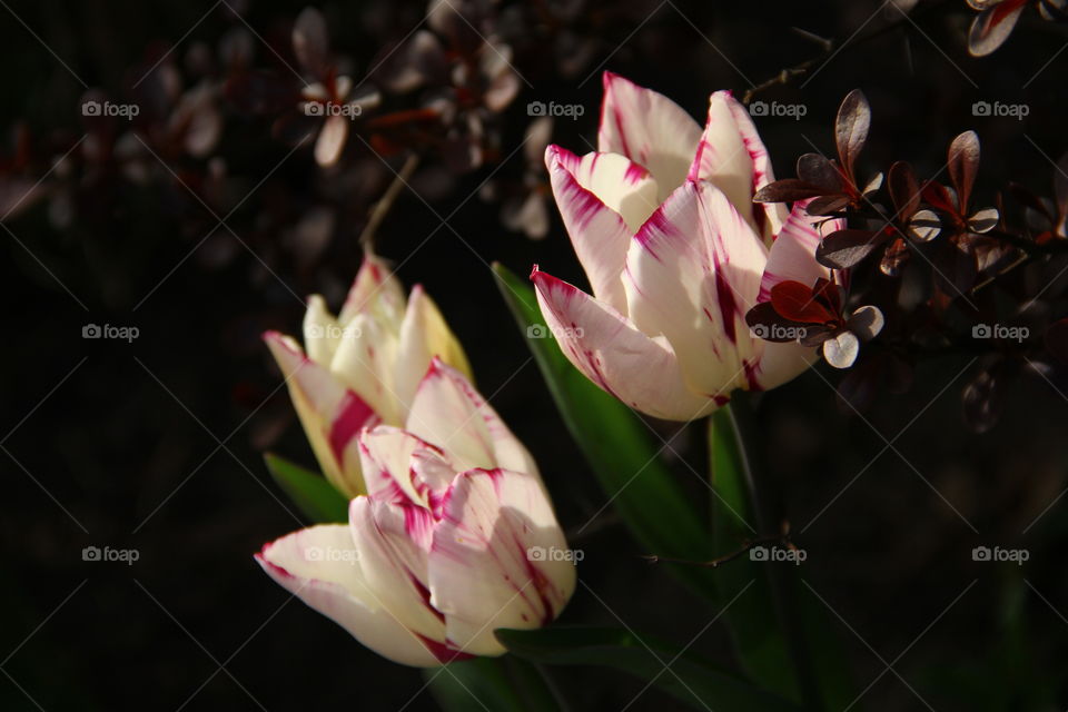 pink and white tullips in the sun