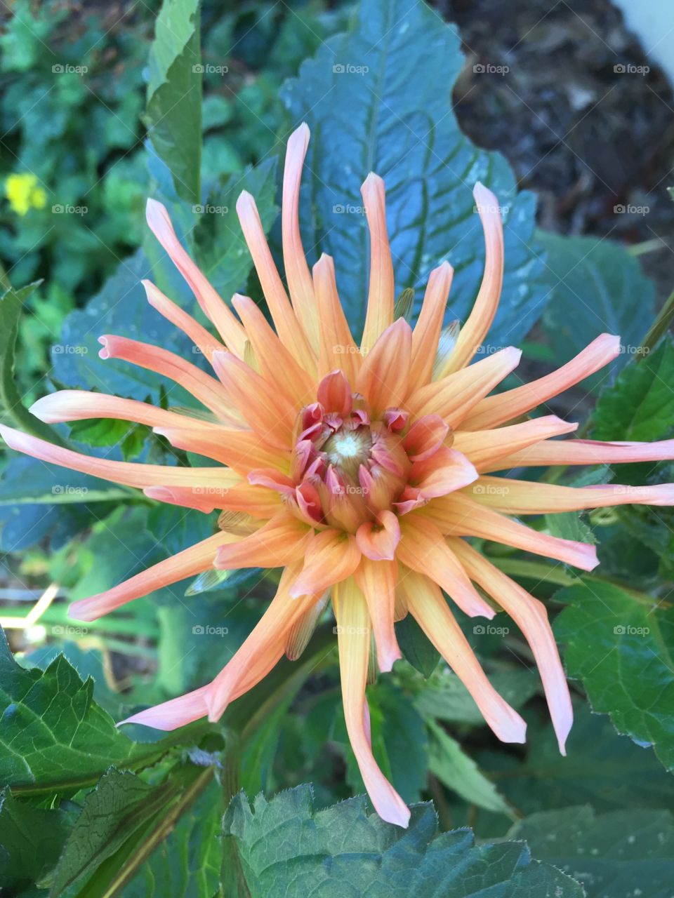 High angle view of flower