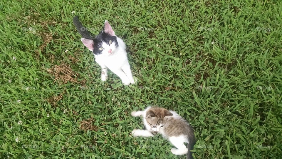 outside, cute, kittens, sunny, pets