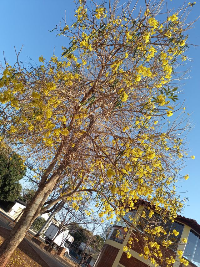 YPE AMARELO.