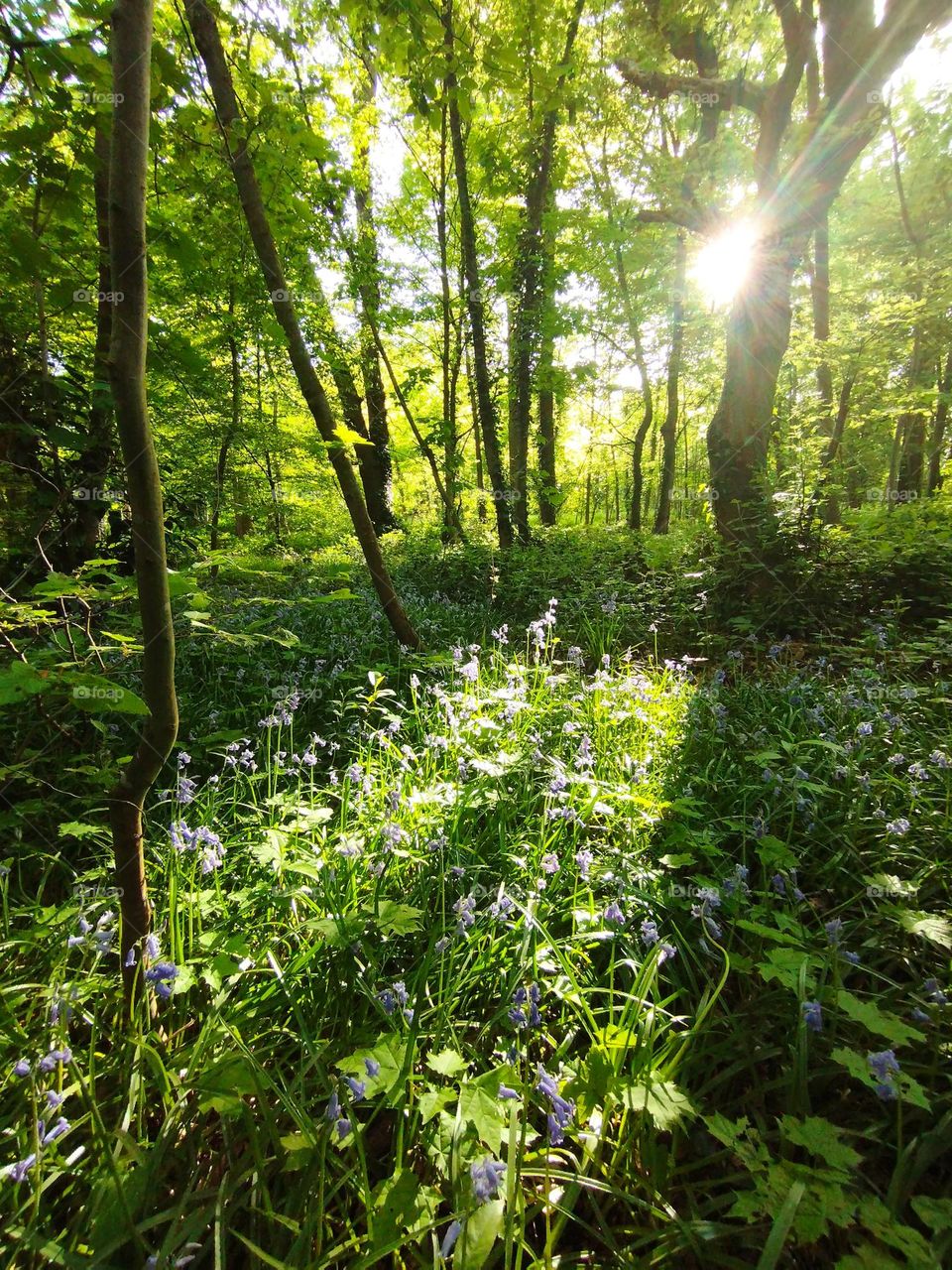 Magical lights in a forest in spring
