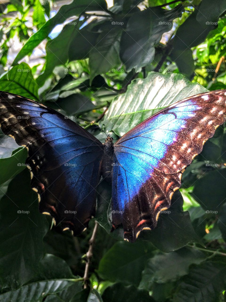 High angle view of butterfly on leaf