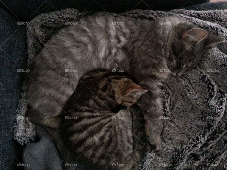 Two of our three cats Leo and Tusse. Both had a rough start living outdoors and not being cared for. We have adopted all cats and they are adorable both to people and to each other. 😻😻😻😻😻