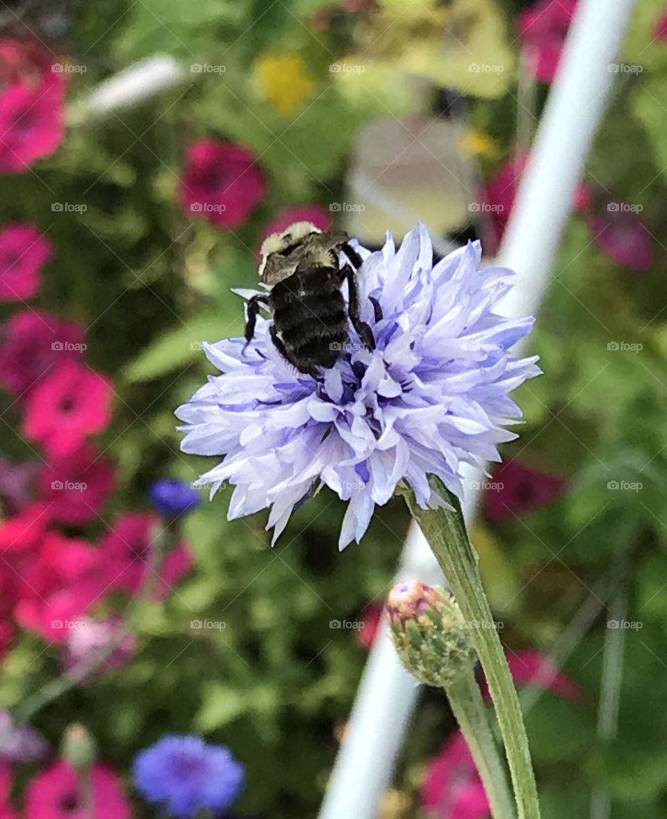 This Bombus Bumblebee was uniquely all black on the bottom half!