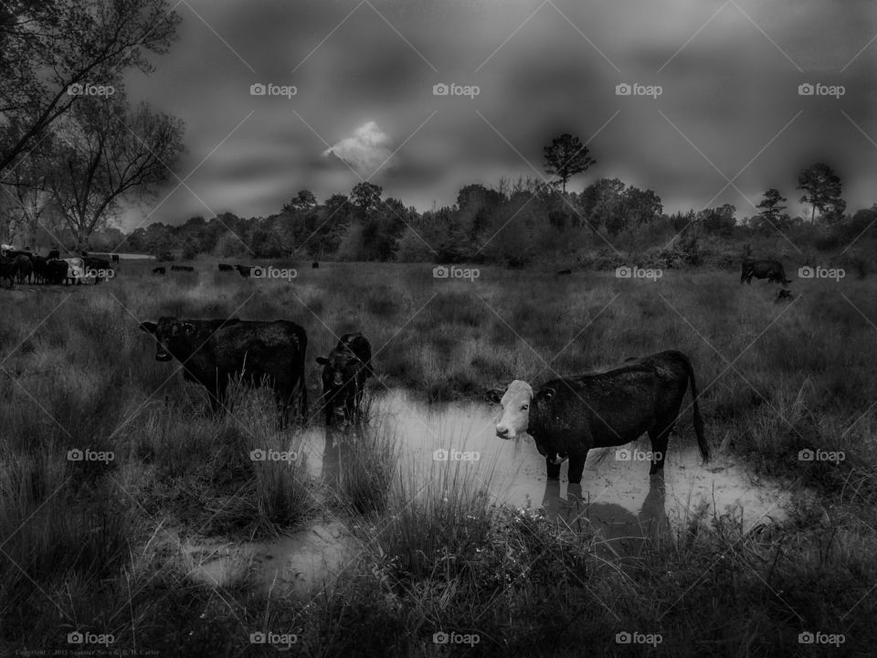 Cows In Water