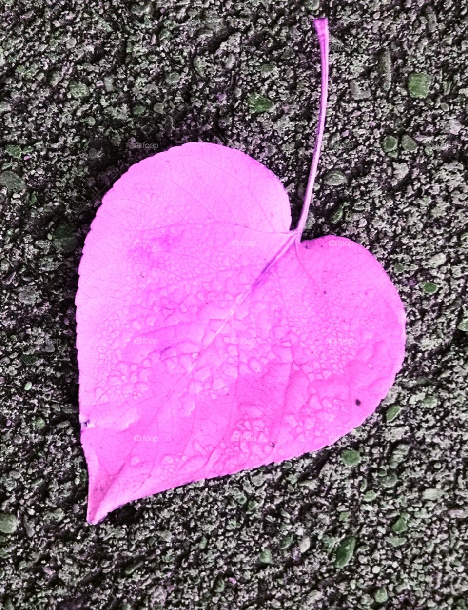 Pink heart leaf