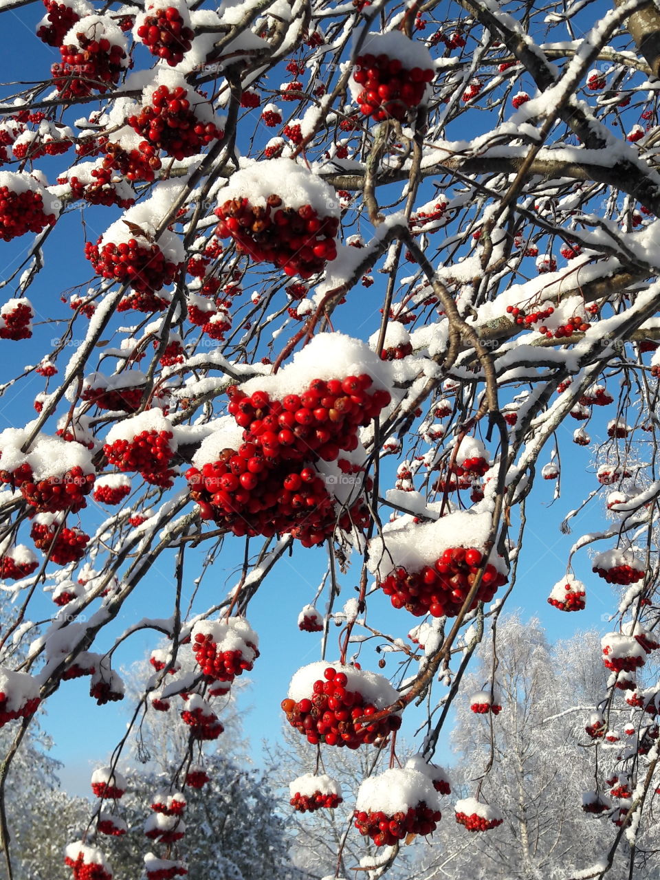 rowanberry winter