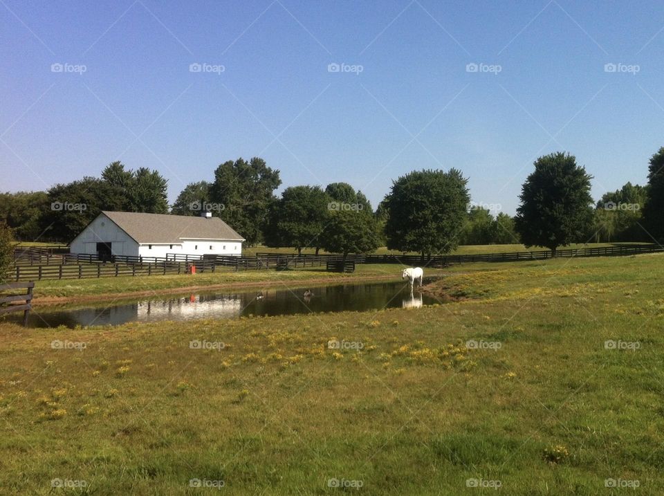 Barn with pond on hot summer day and the horses cool off in the water