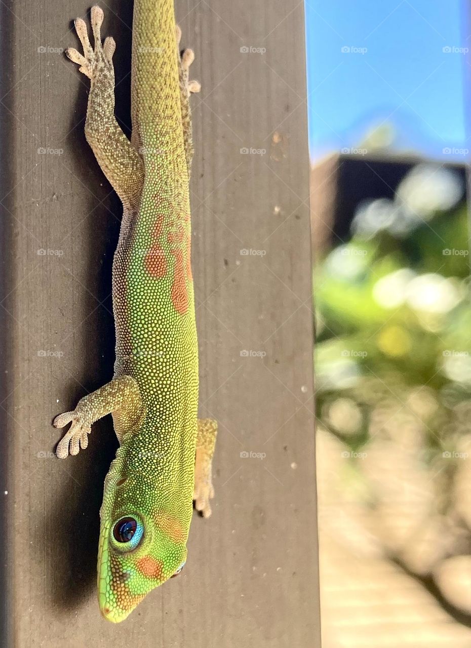 Little green and orange Hawaiian gecko lizard cute 