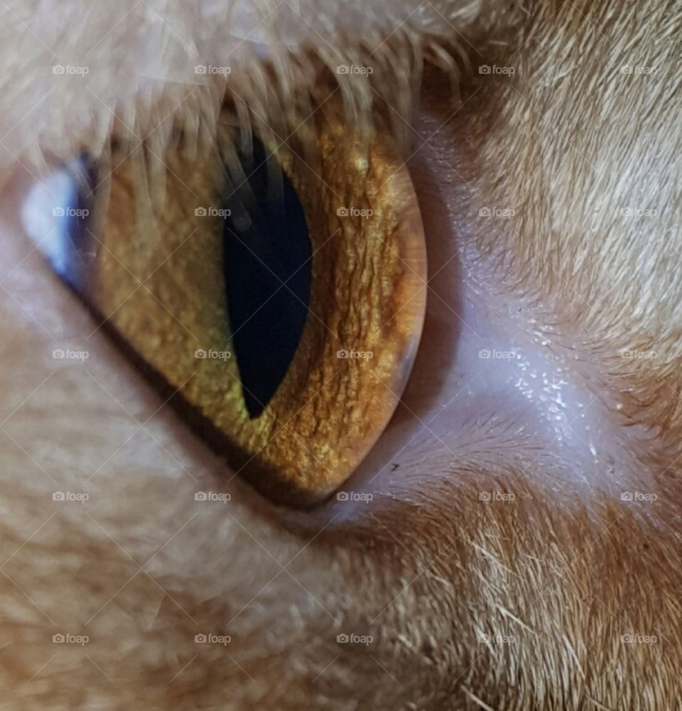 cat eye side view close-up