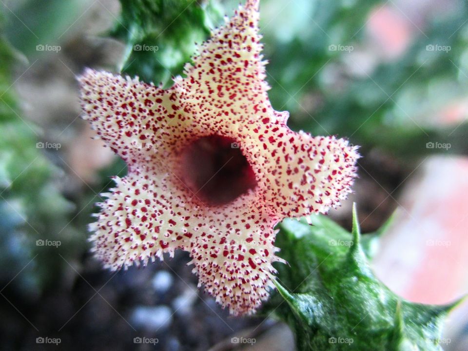 Succulent flower