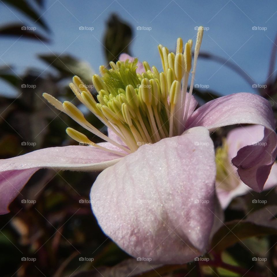 Flower in full bloom