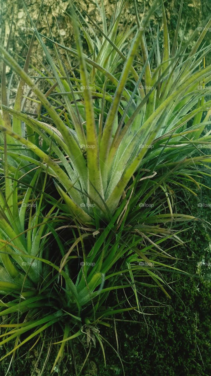 Tillansia schiedeana