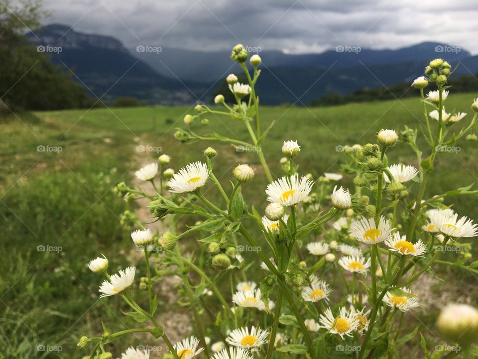 White wild flowers before storm