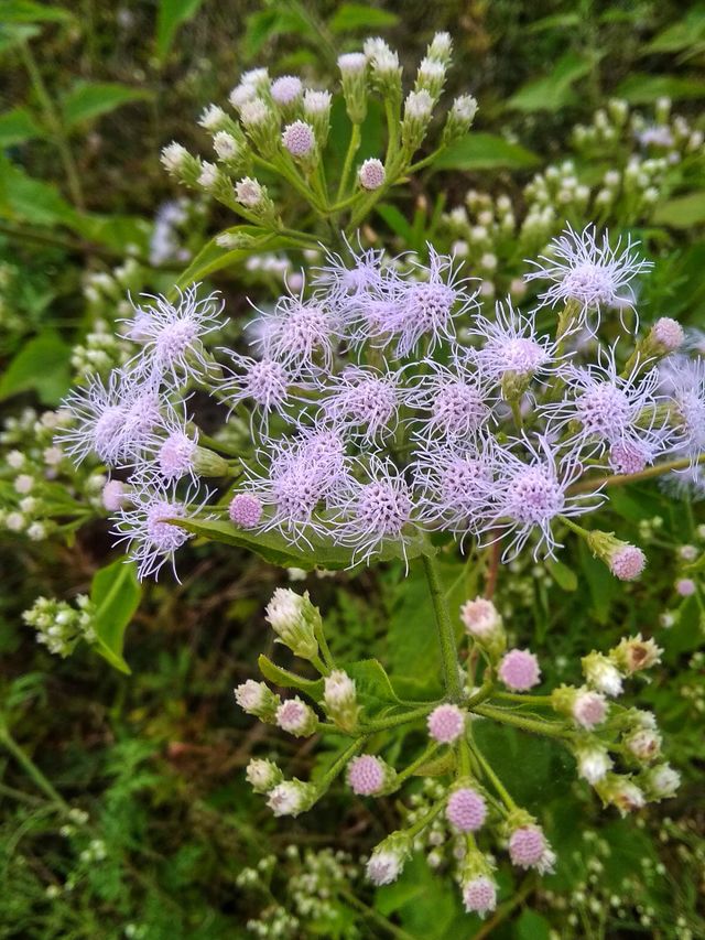 wild flowers