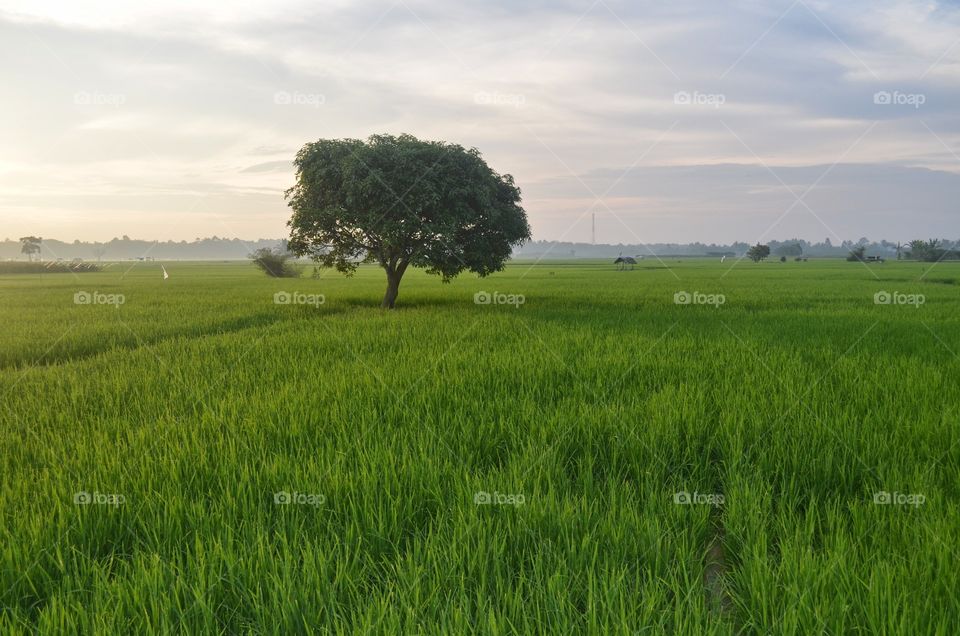 afternoon in the rice field