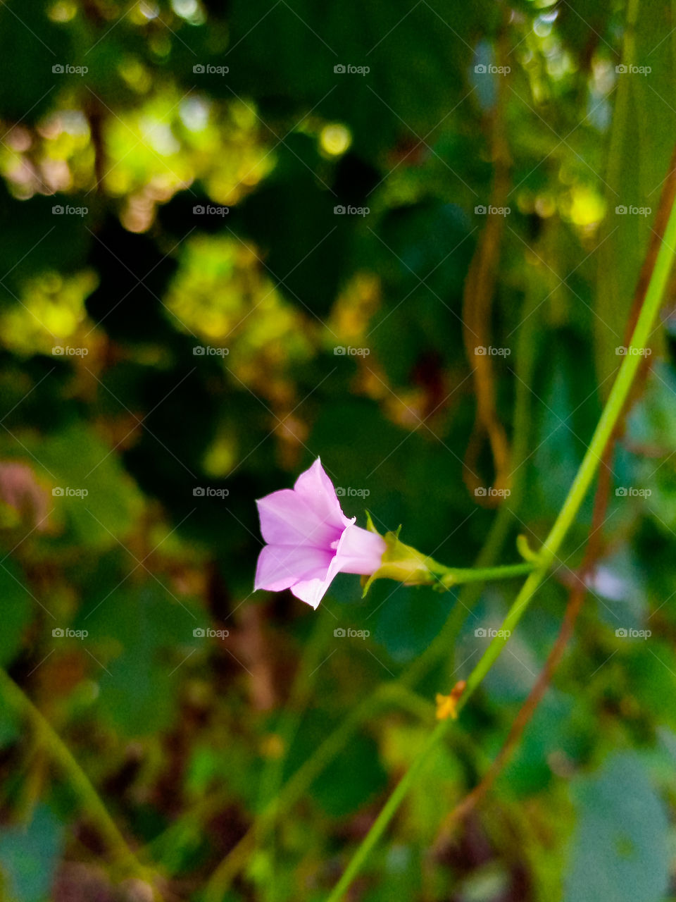 Flowers have lots of beauty😘😘