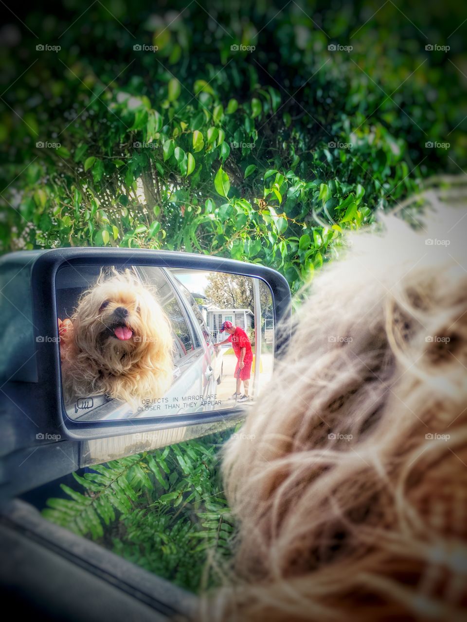 Fluffy dog reflecting on the car's mirror