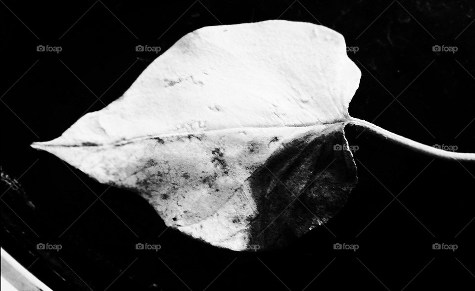 Editor choice the photo click