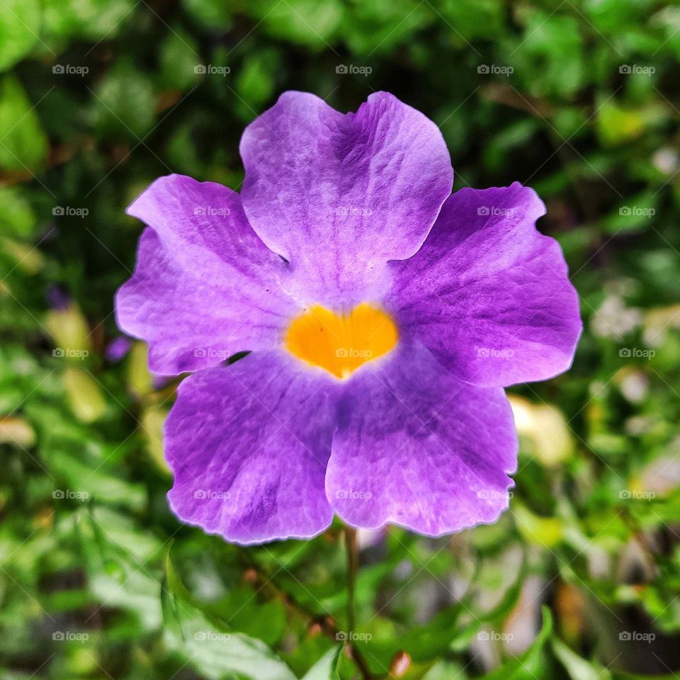 heart flower