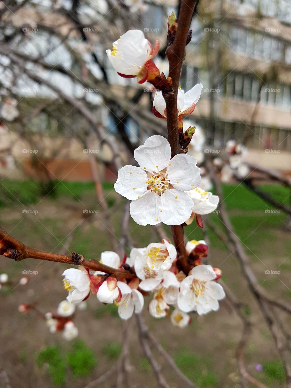 Tree, Cherry, Flower, Branch, Apple