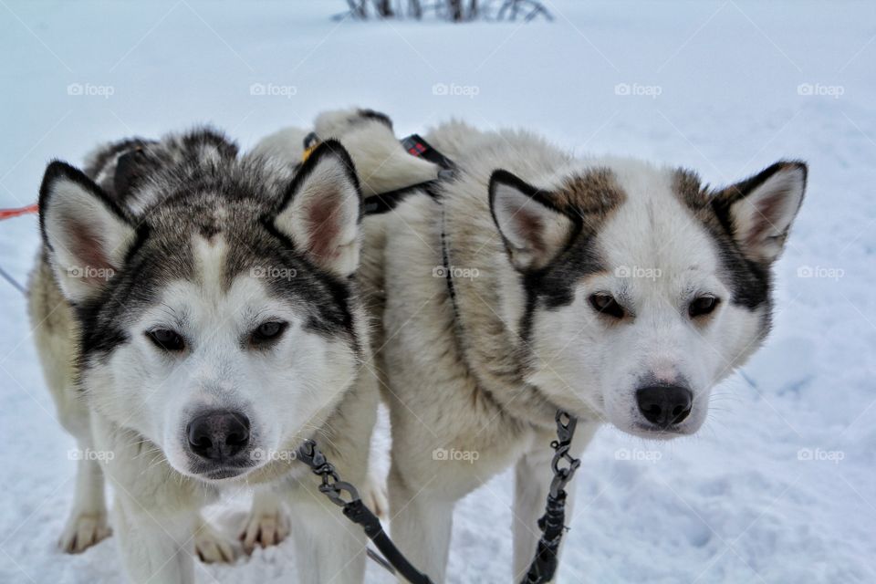 Huskies in the snow, Finland