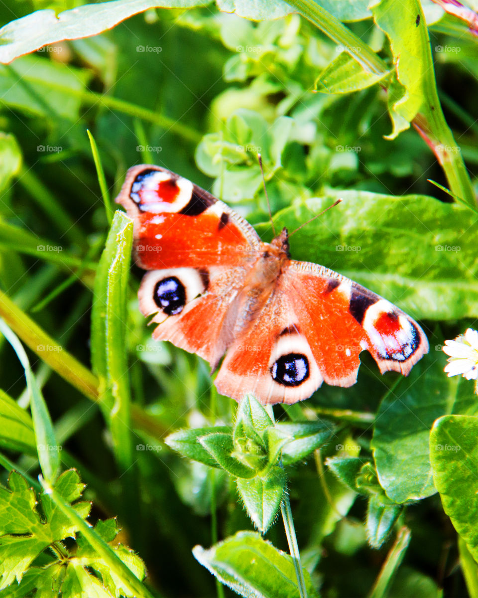 Butterfly . Butterfly 