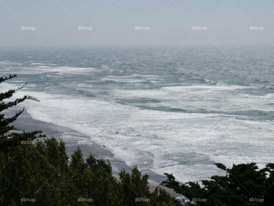 Beach Waves Through Trees