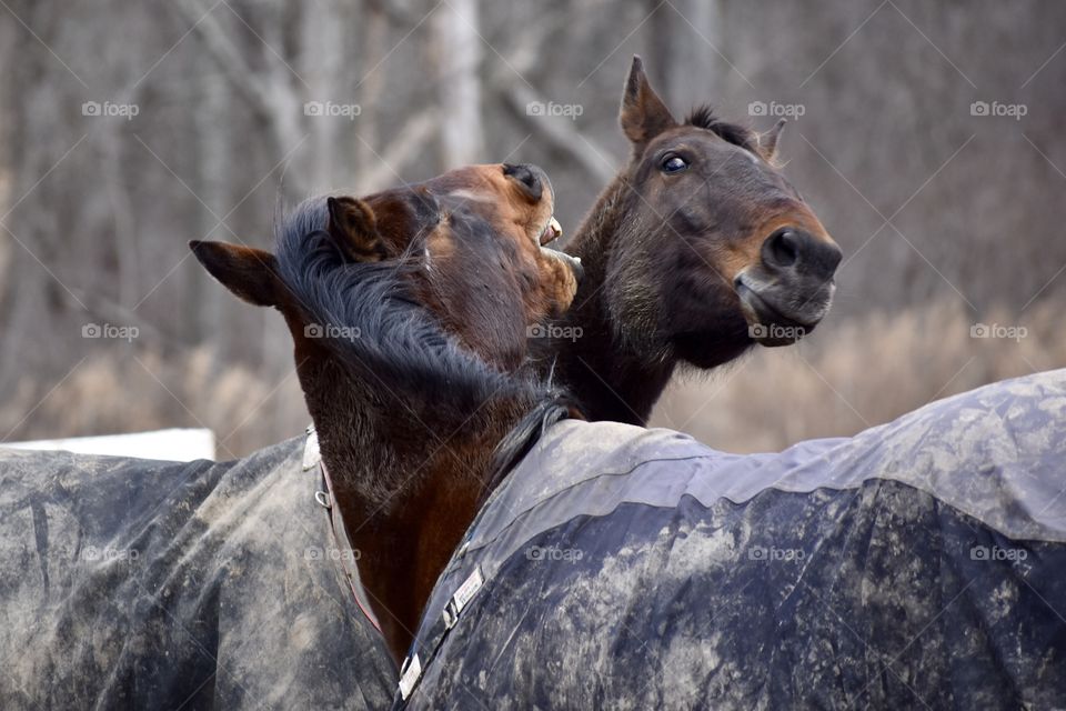 Two horses playing or not