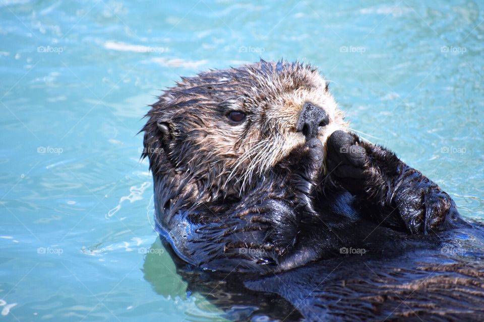 Wild sea otter eating muscles in Seward, Alaska