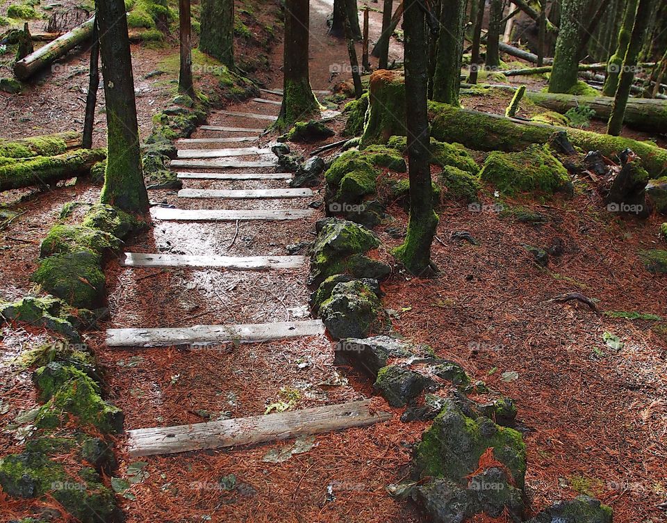 Wooden planks to make a downhill slope safer on the McKenzie River Hiking Trail as it leaves Sahalie Falls headed for Koosoh Falls. 