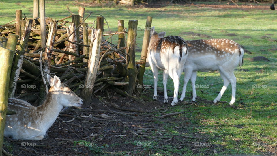 Wildlife in a park in Antwerp, Belgium.