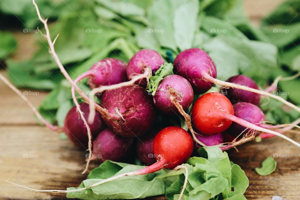 Radishes in pinkish colors 