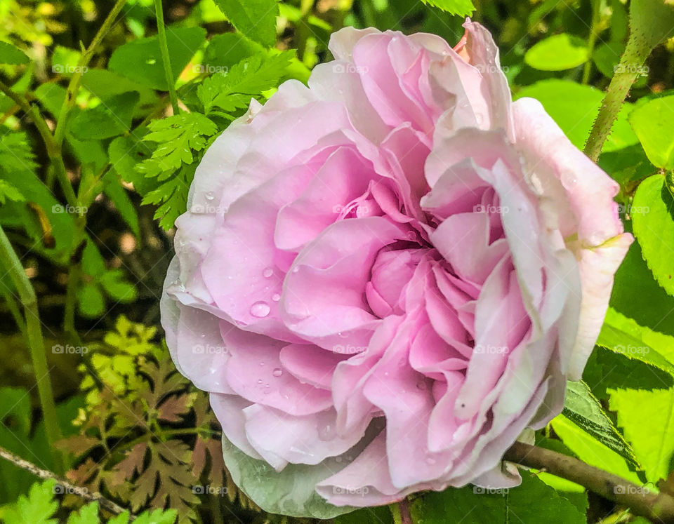 A pink French rose in full bloom, with water droplets from the springtime rain 