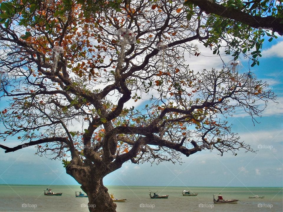 Exotic tree at the beach ./ Árvore exótica na praia.