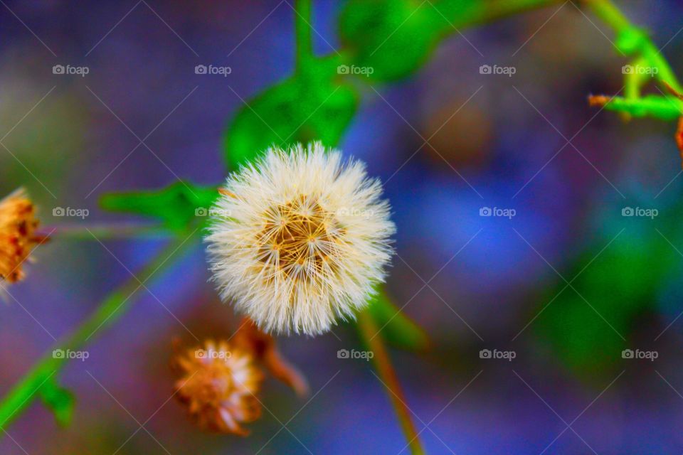 Flower seeds ready to fly in a breeze